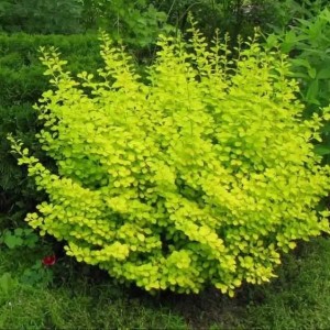 Саженец барбариса Ауреа (Aurea)