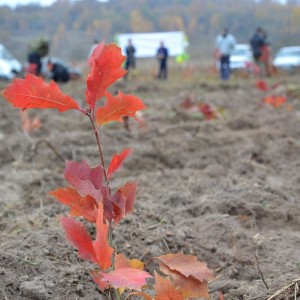 Саженец дуба Красного 20-40 см