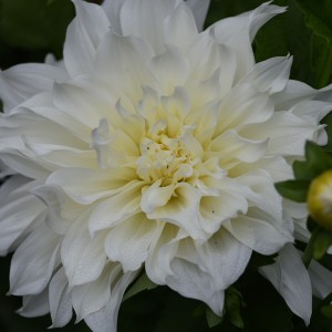 Клубень георгина Белинда (Belinda)