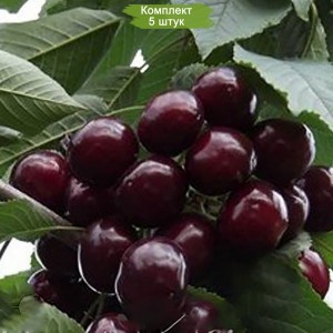 Саженцы черевишни Ночка -  комплект 5 шт.