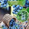 Саженцы голубики Норт Блю (North Blue) -  комплект 5 шт.