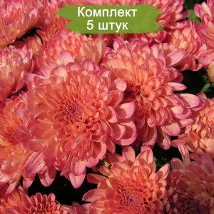 Саженцы хризантемы лососевой мультифлоры Абрикос -  комплект 5 шт.