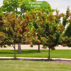 Саженцы клёна Татарский (60-100 см) -  комплект 5 шт.