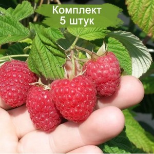 Саженцы малины Вилламетте (Красная) -  комплект 5 шт.