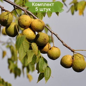 Саженцы ореха черного Томаса -  комплект 5 шт.