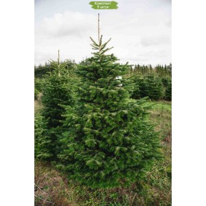 Саженцы пихты Кавказской 40-60 см -  комплект 5 шт.