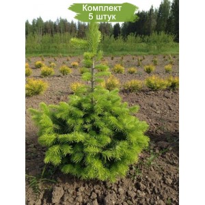 Саженцы пихты Сибирской 40-60 см -  комплект 5 шт.