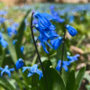 Комплект 5шт / Пролеска сибирская (Scilla siberica)