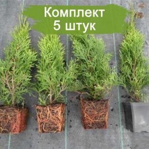 Сеянцы Туи Колумна до 20 см -  комплект 5 шт.