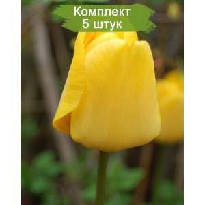 Луковицы тюльпана Голден парад (Golden Parade) -  комплект 5 шт.