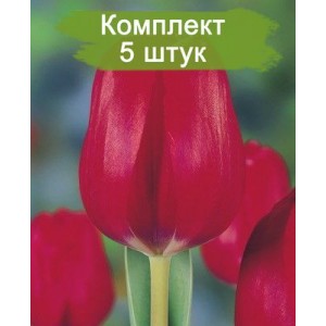 Луковицы тюльпана Ред Пауер (Red Power) -  комплект 5 шт.