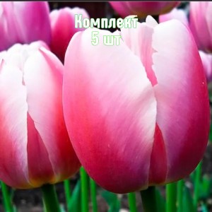 Комплект 5шт / Тюльпан Ройал Прайд