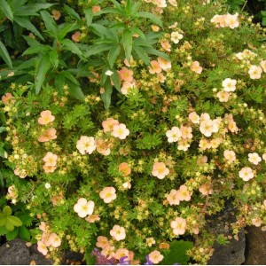 Саженец лапчатки кустарниковой (Курильского чая) Дейдаун (Daydawn)