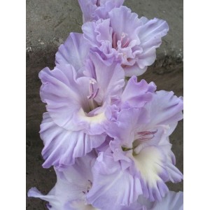 Луковица гладиолуса Голубая Метель