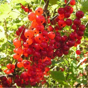 Саженец смородины Голландская (красная)