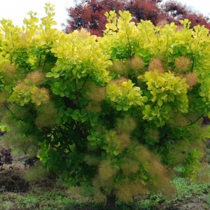 Саженец скумпии Голден Спирит (Golden Spirit)