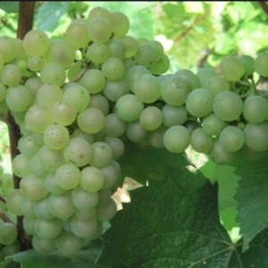 Виноград Алиготе