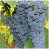 Виноград Амурский Потапенко