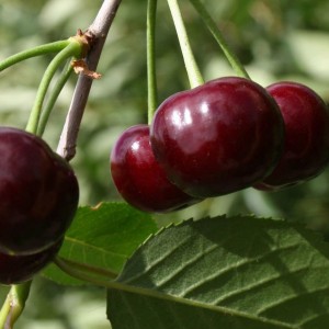 Вишня Ровесница