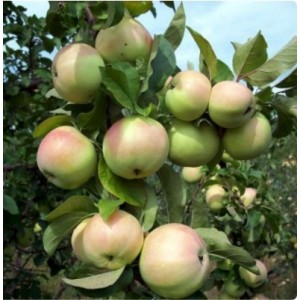 Яблоня Белорусский синап