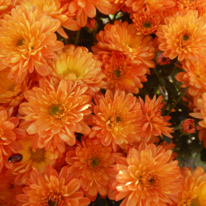 Саженец хризантемы мультифлора Фанни (Funny) (Оранжевая )